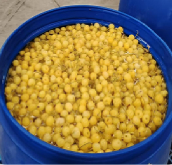 Cherries with Stems (Brined Raw Materials)